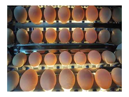 آلة فرز البيض 101B (4000 بيضة في الساعة) Egg Grader