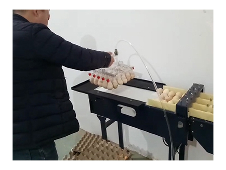 آلة فرز البيض 102A (5400 بيضة في الساعة) Egg Grader