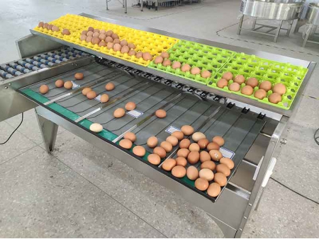 آلة فرز البيض 102B (5400 بيضة في الساعة) Egg Grader