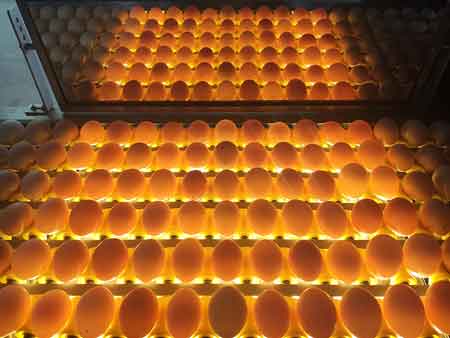 آلة فرز البيض 107 (20000 بيضة في الساعة) Egg Grader