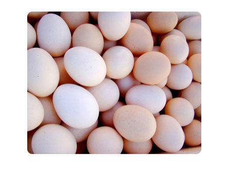 ماكينة غسل البيض 203B (20000 بيضة في الساعة) Egg Washer