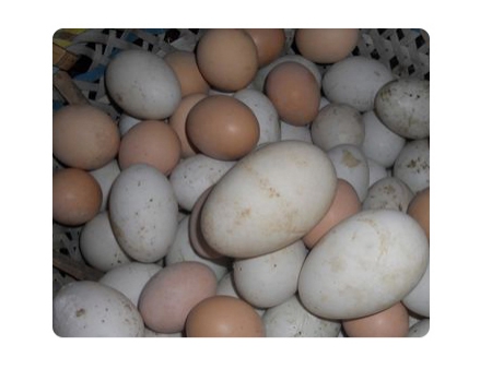 ماكينة غسل البيض 203A (20000 بيضة في الساعة) Egg Washer
