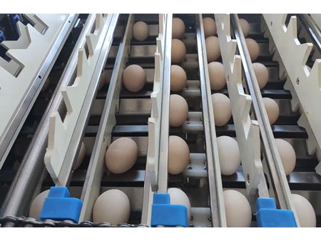 آلة فرز البيض 107 (20000 بيضة في الساعة) Egg Grader