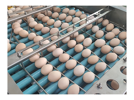 ماكينة تعبئة البيض 714 (55000 بيضة في الساعة) Egg Farm Packer