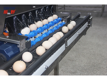 آلة تجميع البيض 605A Egg Accumulator