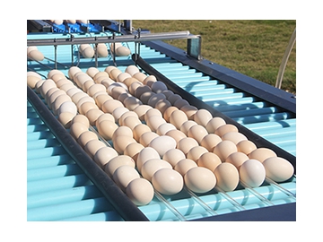 ماكينة غسل البيض 203A (20000 بيضة في الساعة) Egg Washer