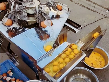 ماكينة فصل البيض 501A (3000 بيضة في الساعة) Egg Separator