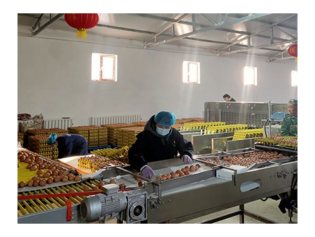 خط معالجة البيض 303B مع وظيفة التنظيف والفرز (20000 بيضة في الساعة) Egg Processing Line