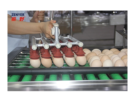 آلة تجميع البيض 605A Egg Accumulator