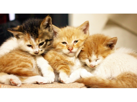 التورين Taurine