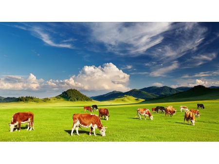 فيتامين C Vitamin C