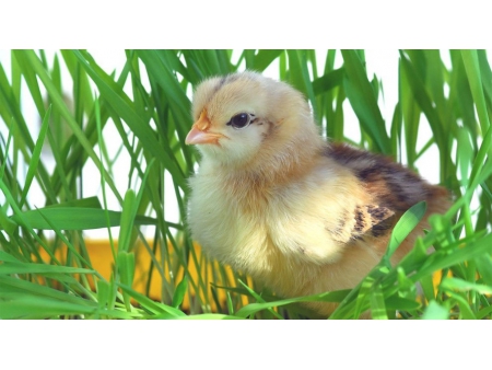 إيثيل إيستر لحمض كاروتينيك - β-Apo-8' Ethyl Ester